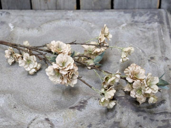Japanese cherry flower stem flo & joe