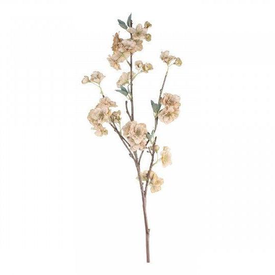 Japanese cherry flower stem flo & joe
