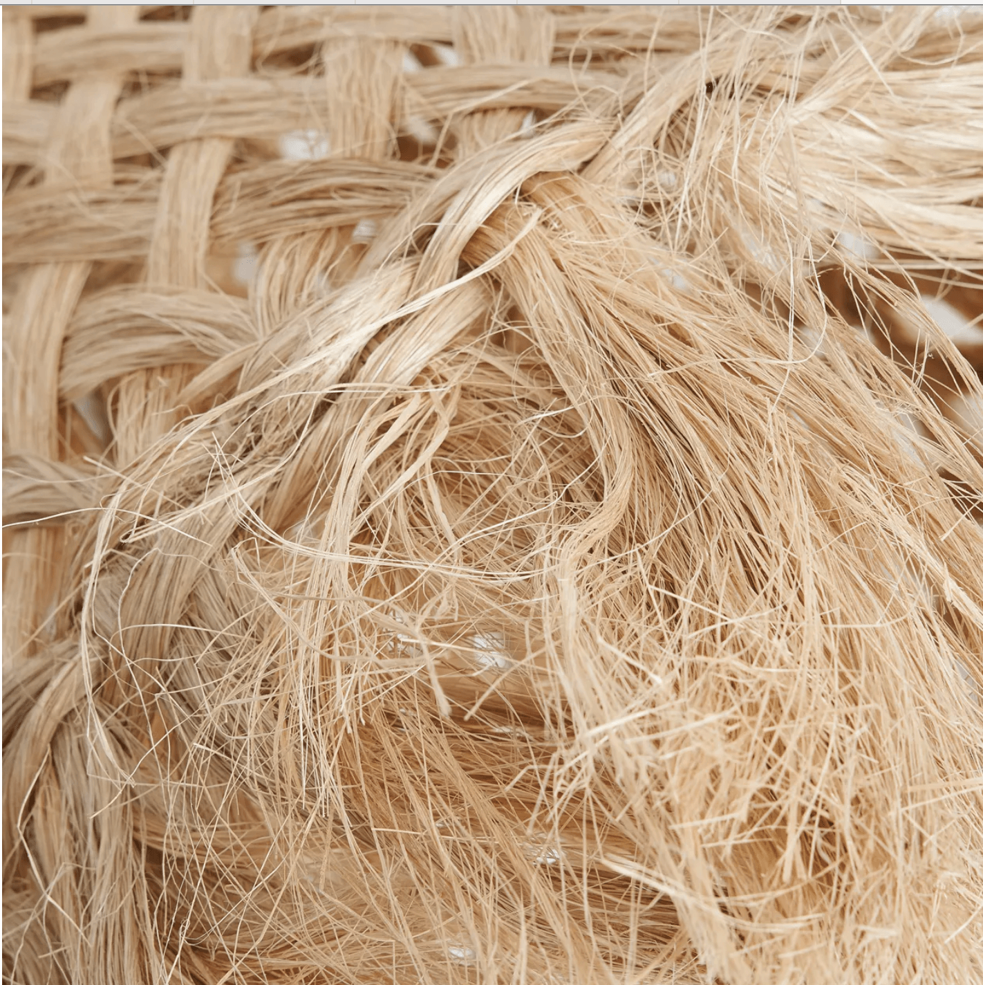 The Jelly Fish Pendant Light - S - Flo & Joe