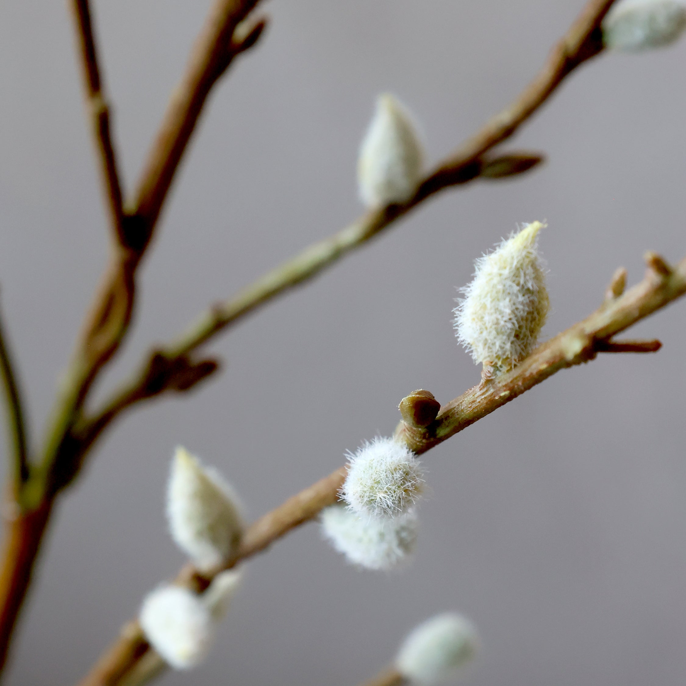 Faux Willow Stems - Flo & Joe
