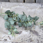 Faux Eucalyptus Branch - Flo & Joe